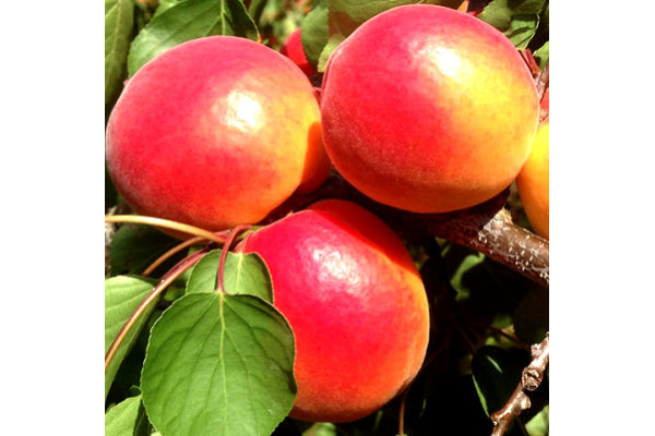 Абрикос Меджик Кот