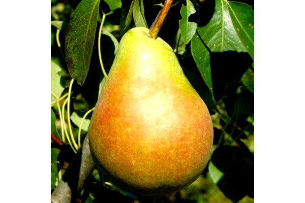 Груша Вікторія