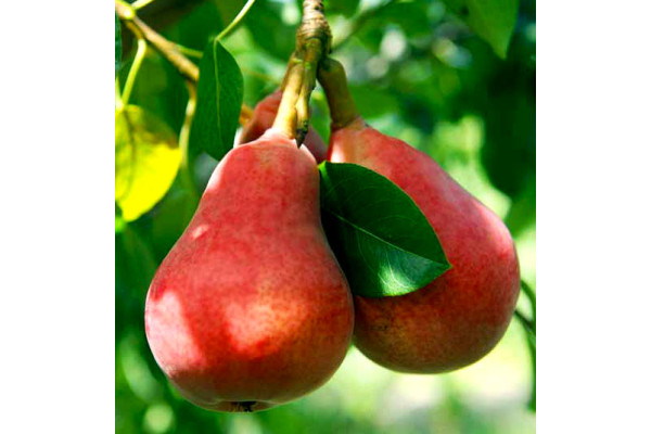 Груша Кармен