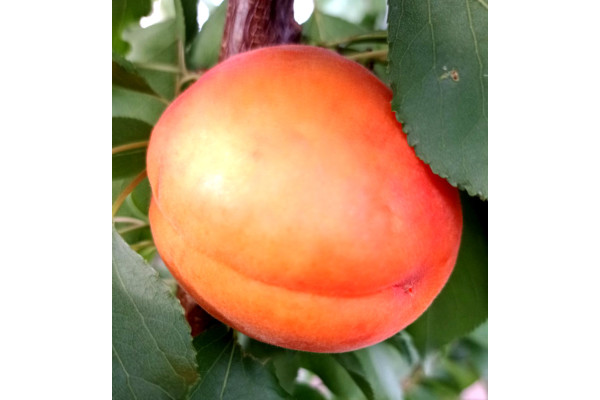 Абрикос Пріція