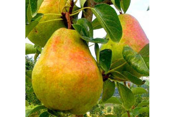 Груша Маргарита Марілья