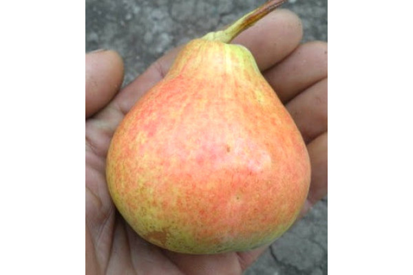 Груша Мілада