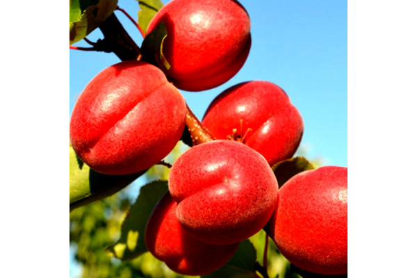 Абрикос Рубіста