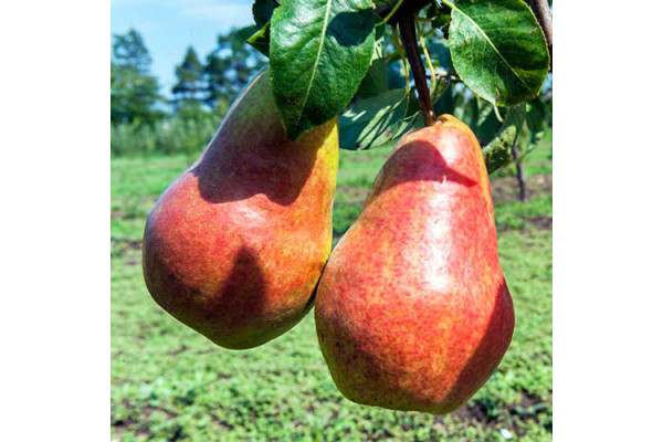 Груша Монзана