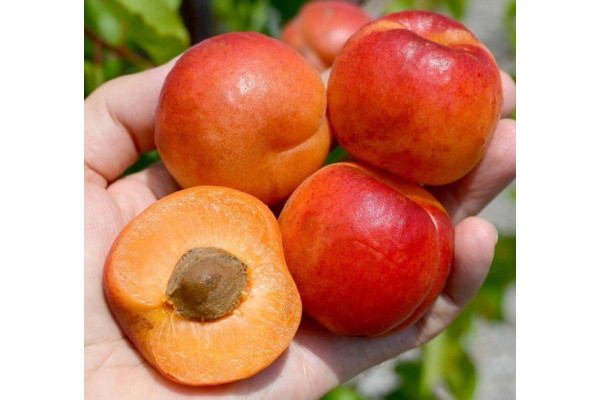 Абрикос Світ Ред