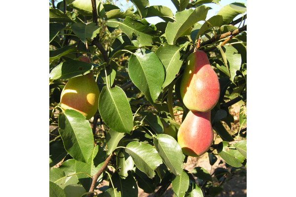 Груша Парижанка