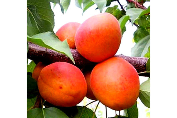 Абрикос Фарбелі