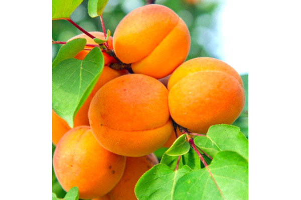 Абрикос Фардао