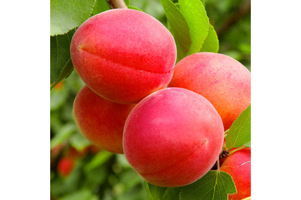 Абрикос Фарліс