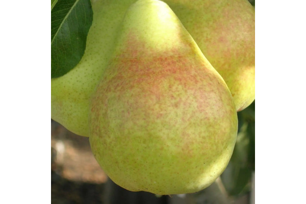 Груша Рікс (Делбарью, RX 12 47)