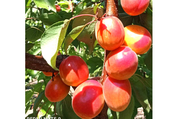 Абрикос Цунамі