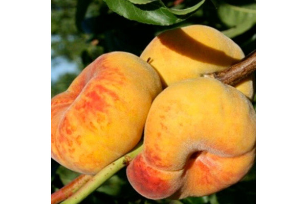 Персик інжирний Бельмондо