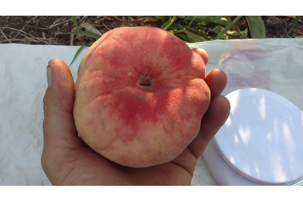 Персик інжирний Інжирний гігант