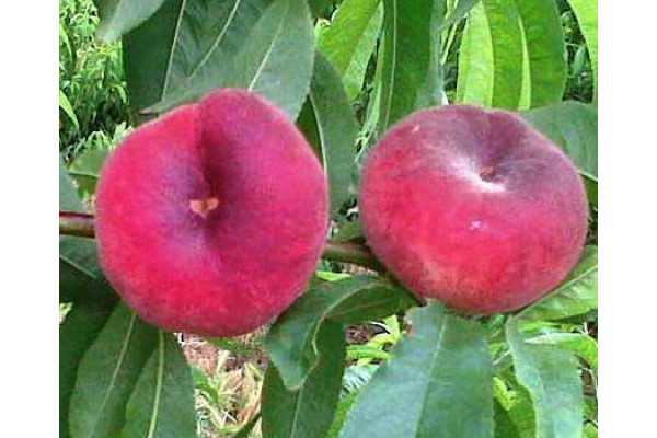 Персик інжирний УФО-2