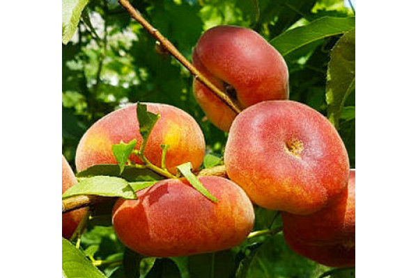 Персик інжирний УФО-3