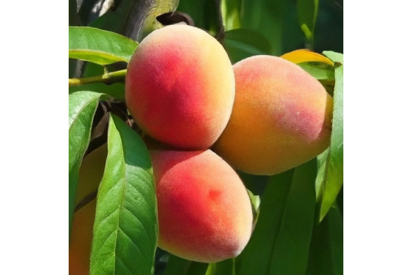 Персик Ананасний