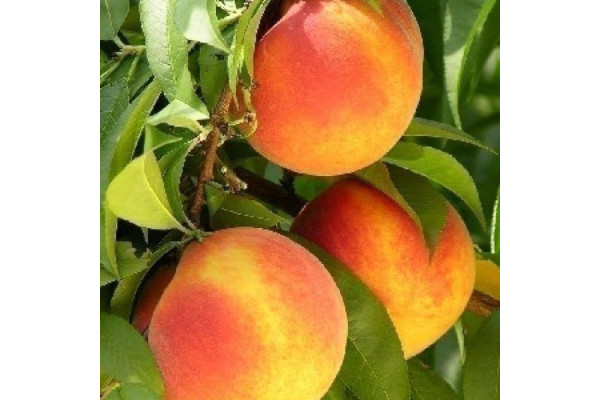 Персик Глорія