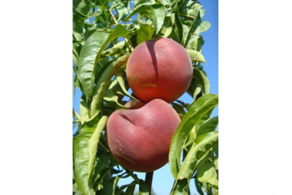 Персик Даймонд Принцес