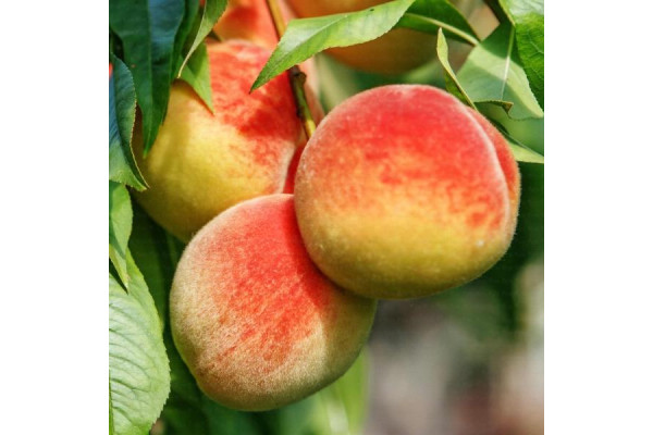 Персик Горіховий