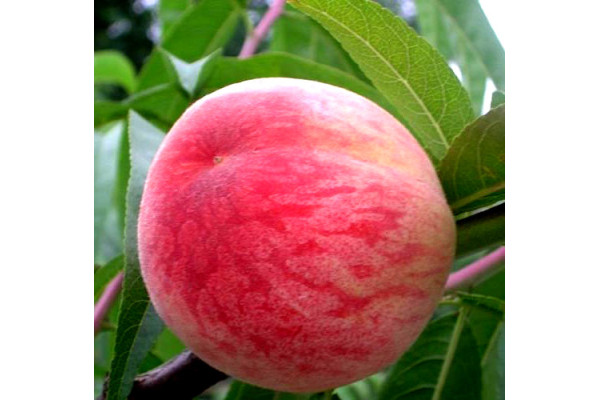 Персик Казка