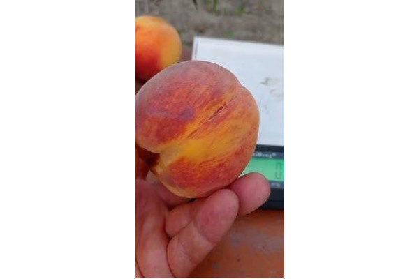 Персик Екстрім 514