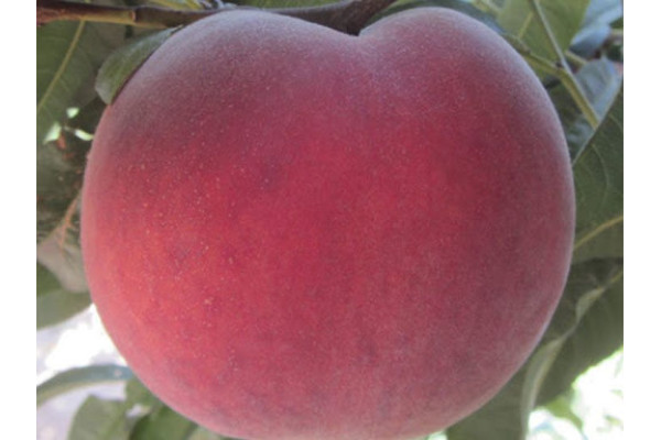 Персик Екстрім Гріт