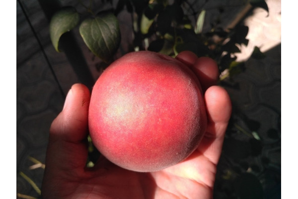 Персик Екстрім Світ