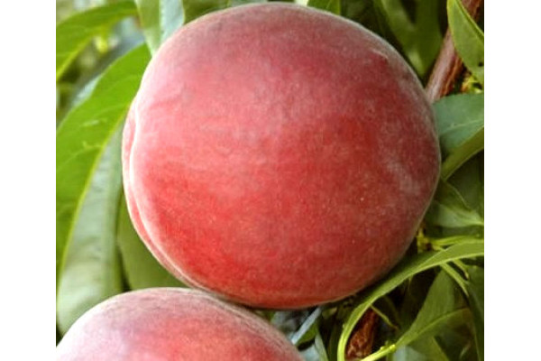 Персик Екстрім 6