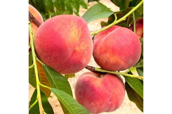 Персик Ерлі Фреш