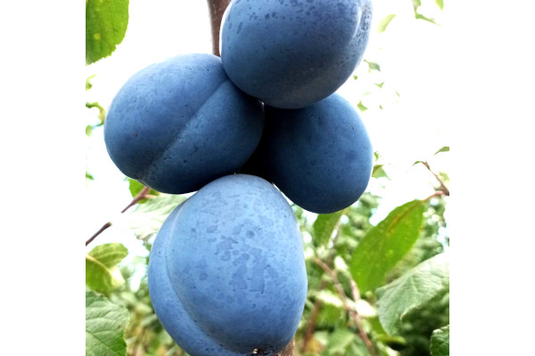 Слива Блюфрі