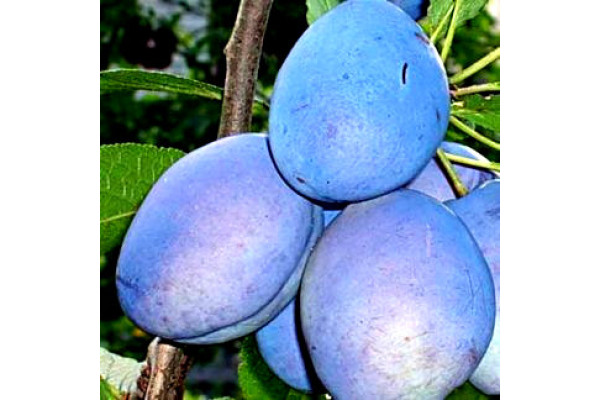 Слива Валор