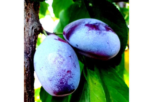 Слива Ісполінська