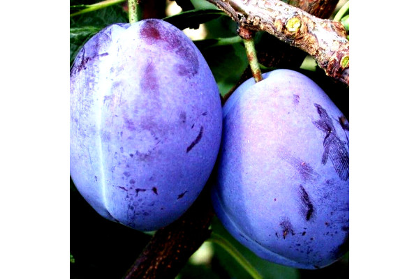 Слива Президент