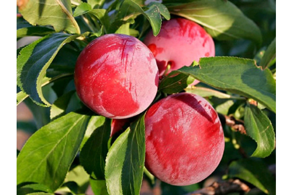 Слива диплоїдна Ванієр