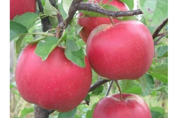 Яблуня Богемія