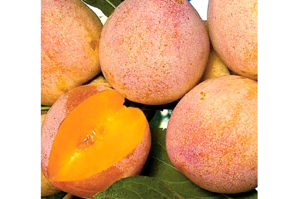 Слива диплоїдна Суперіор