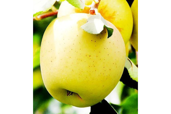 Яблуня Голден Делішес