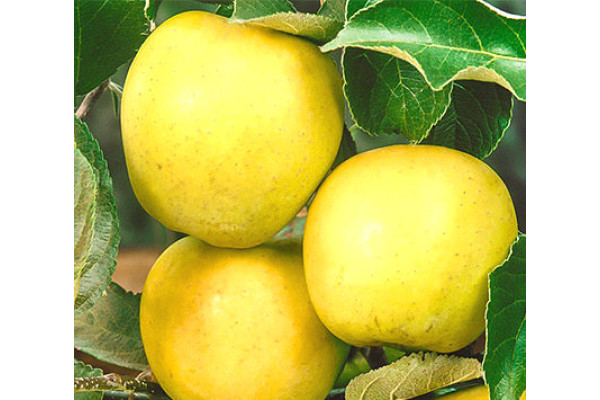 Яблуня Голден Рейнджерс