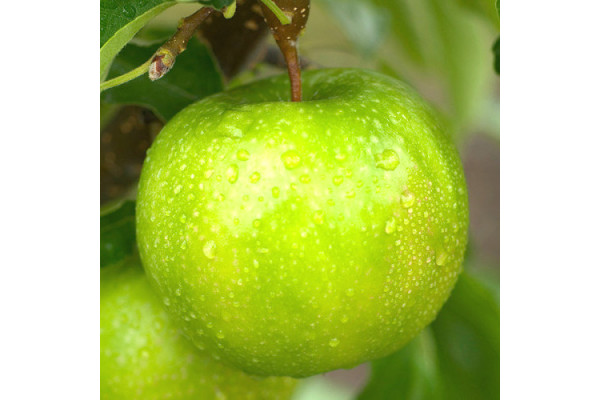 Яблуня Гренні Сміт