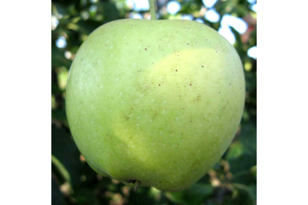 Яблуня Грін Стар