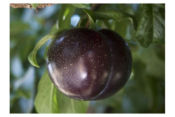 Слива диплоїдна Ельдорадо