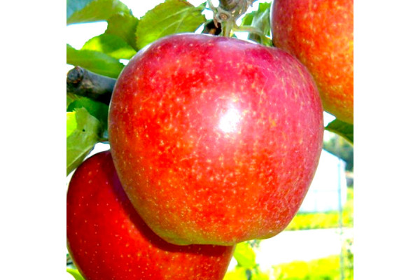 Яблуня Джонаголд