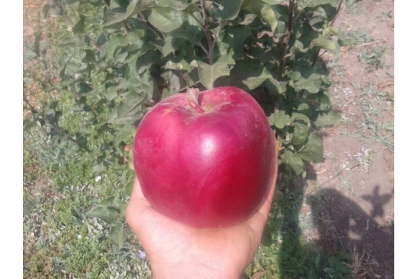 Яблуня Джумбо Помм