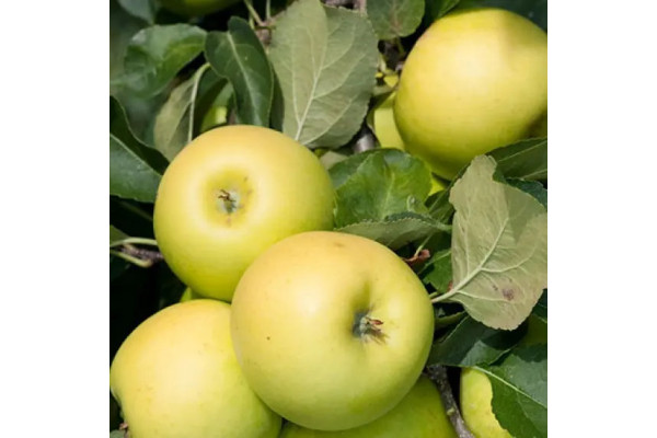 Яблуня Мутсу