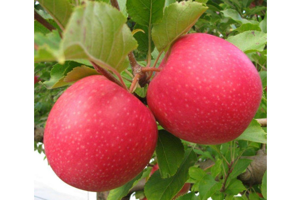 Яблуня Пінк Леді