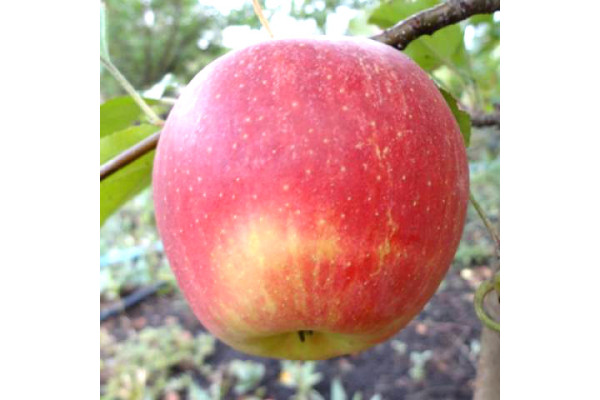 Яблуня Пінова