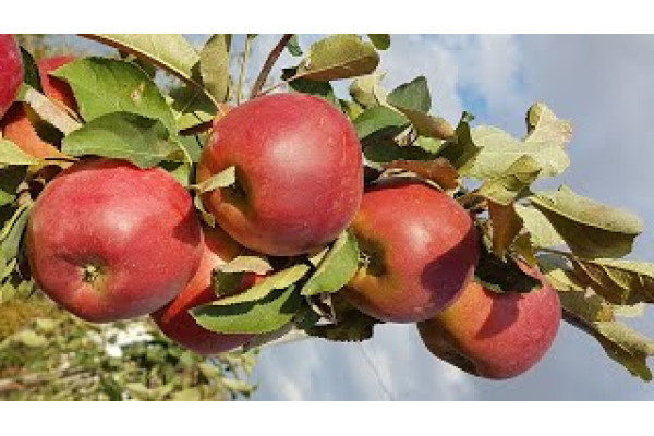 Яблуня Ред Топаз