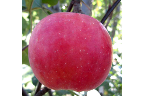 Яблуня Ред Фуджі