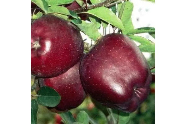 Яблуня Ріхард