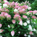 Гортензія волотиста Пінк Леді
